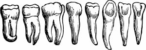 Tooth anatomy 2